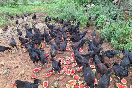 Ảnh của 'Nâng cấp' bữa ăn cho gà đen H'mông bằng rau, củ, quả để làm giàu